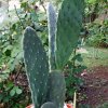 Opuntia _ficus-indica _05